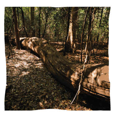 Ambiente - Habitat