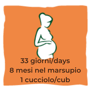 Gestazione-Pregnancy