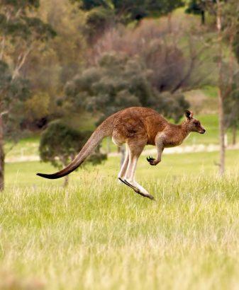 A,Red,Kangaroo,Running,Or,Jumping,Trough,The,Grass,At