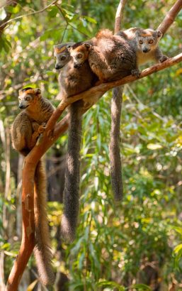 Crowned,Lemur,-,Eulemur,Coronatus,,Beautiful,Colored,Primate,From,North